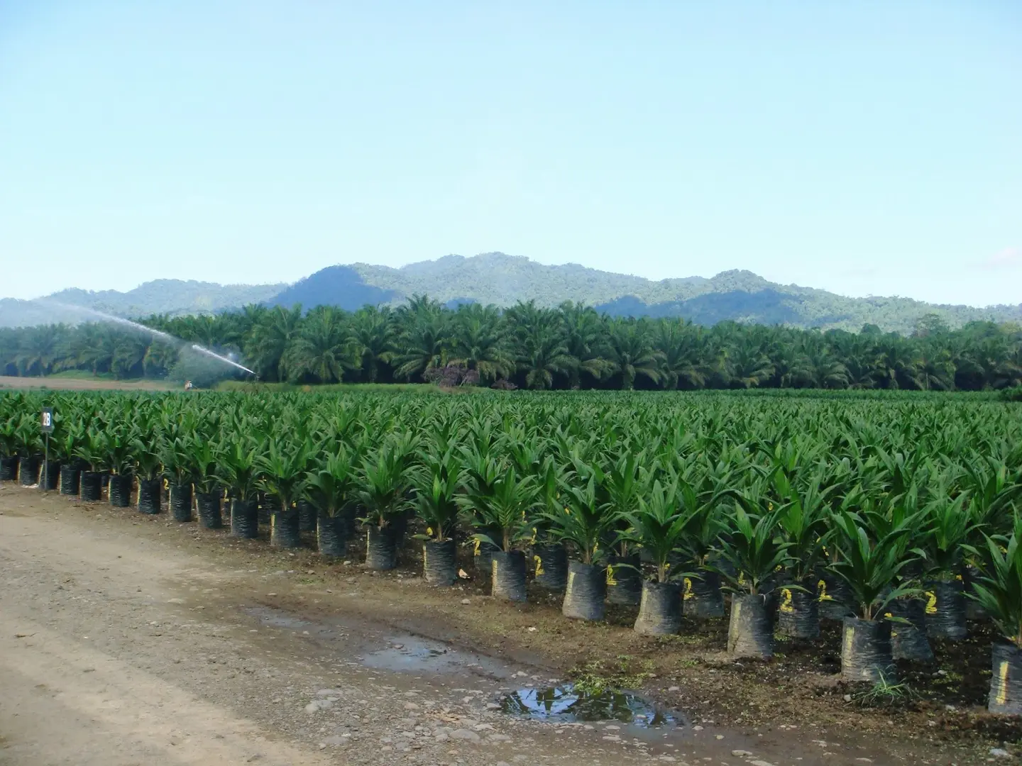 A good example of how such development projects can deliver both development and community benefits is the growth of palm oil plantations in Guadalcanal.