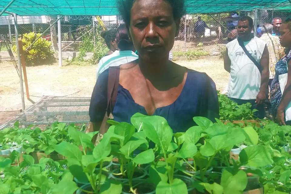 Olivia gathered her four children after dinner every evening and gave them tasks as they planned for their mini garden. All of the children have a task each. They started building small beds and a mini greenhouse, preparing for when the seedlings will be ready for collection.