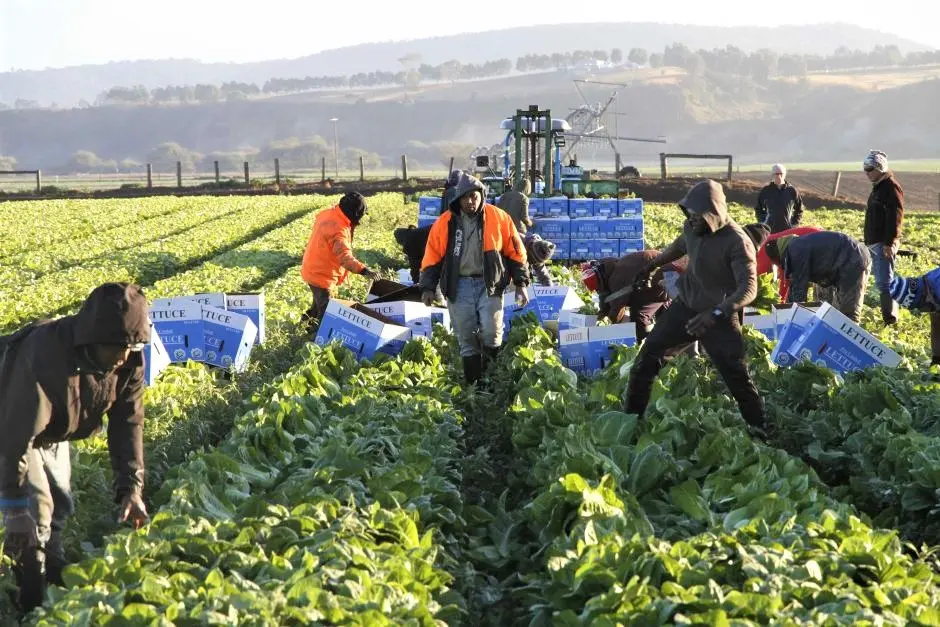 A major 2017 University of Adelaide study funded by horticulture industry associations found that “[t]he SWP results in less exploitation of workers … when compared with other low-skilled visa pathways”, such as backpackers.