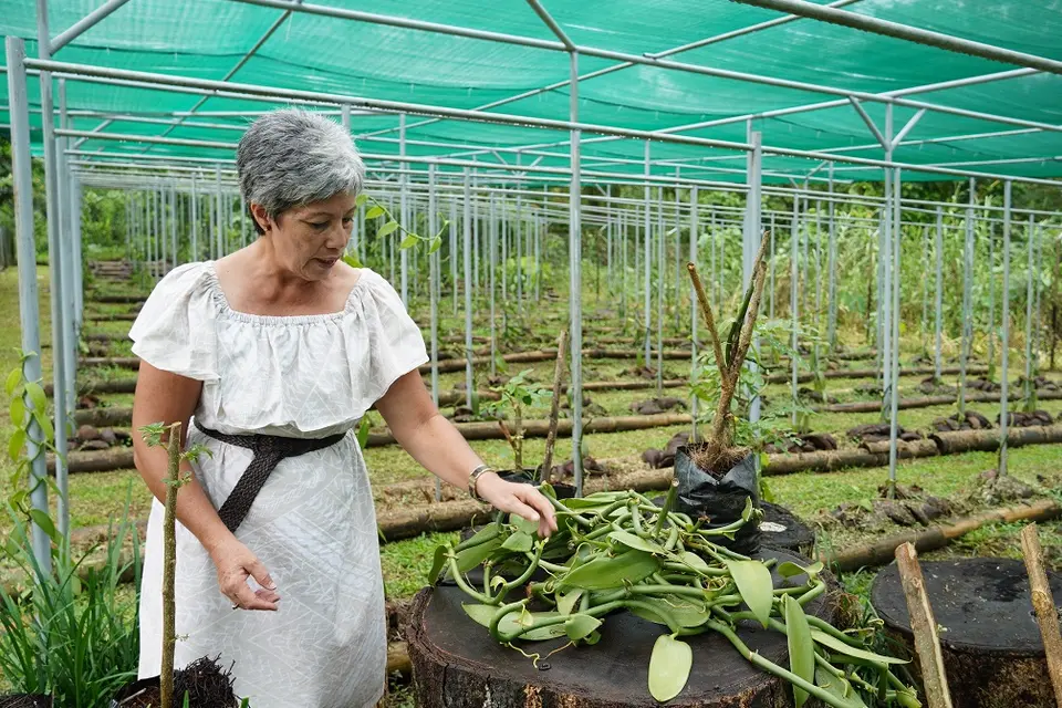 Organic Vanilla farmer, Shelley Burich, works on her farm at Vaoala.