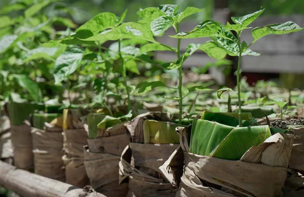 With the support of the Australian Government, Save the Children provided vegetable seeds to Florence’s community to improve food security. The seeds were coupled with lessons on backyard farming and tips for maintaining a nutritious diet.
