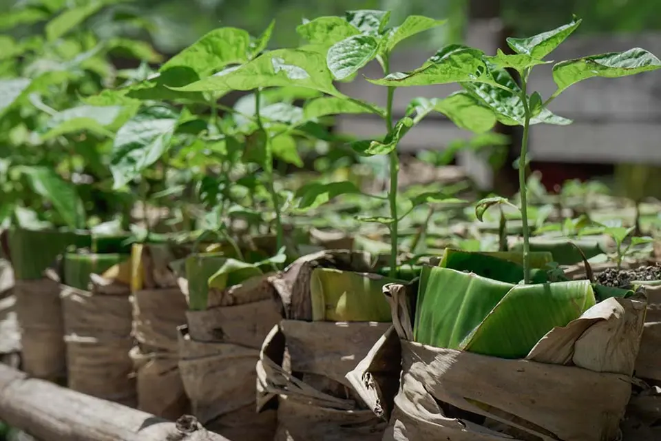 With the support of the Australian Government, Save the Children provided vegetable seeds to Florence’s community to improve food security. The seeds were coupled with lessons on backyard farming and tips for maintaining a nutritious diet.