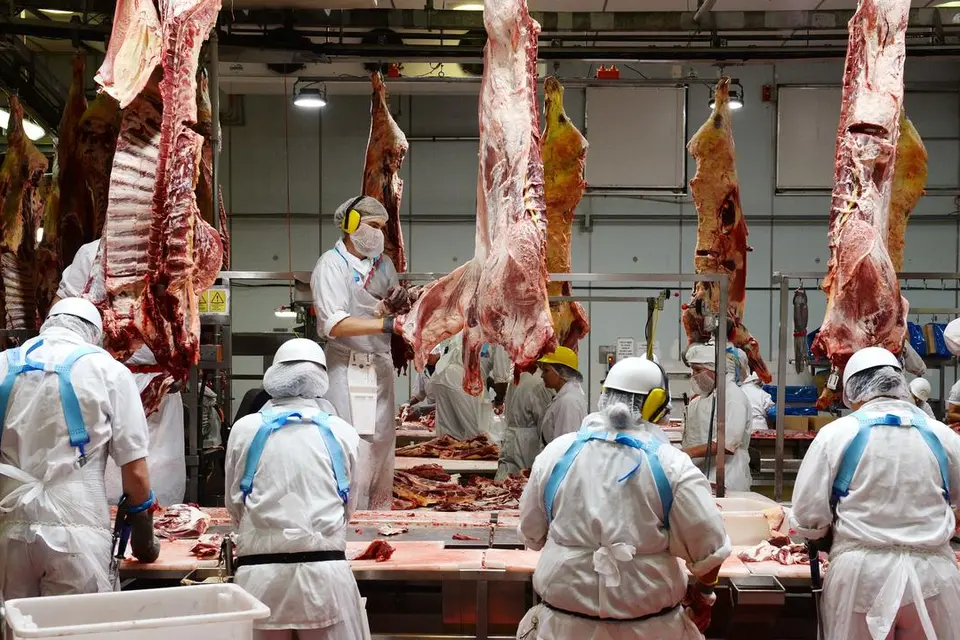 Most Pacific Labour Scheme (PLS) workers are employed in abattoirs – at last count it was two-thirds of the 6,000 plus PLS workers now in Australia.