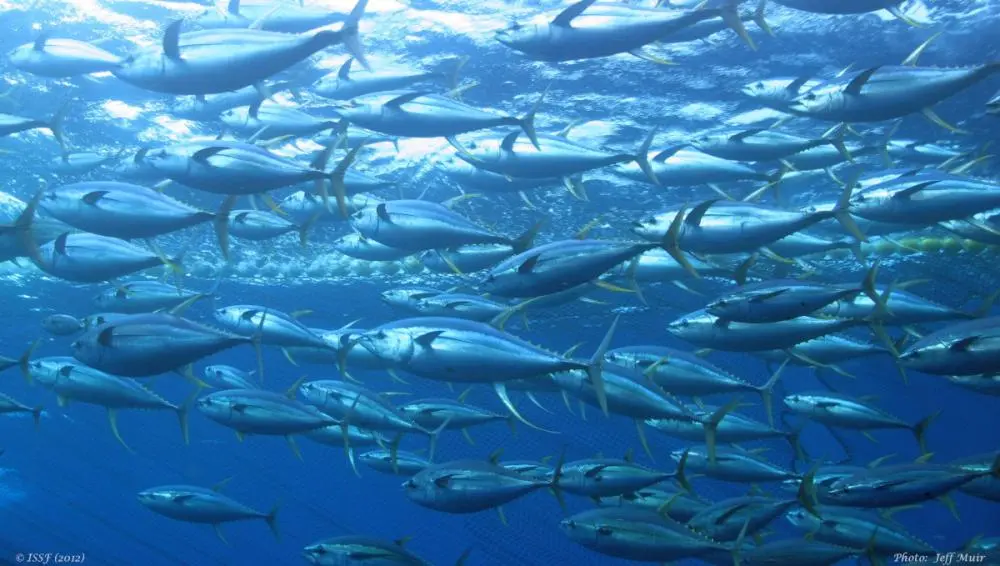 Pacific Island countries have worked with fishing nations to secure crucial protection measures next year for an industry worth over US$1 billion to local economies and employing around 24,000 following global meetings last week.
