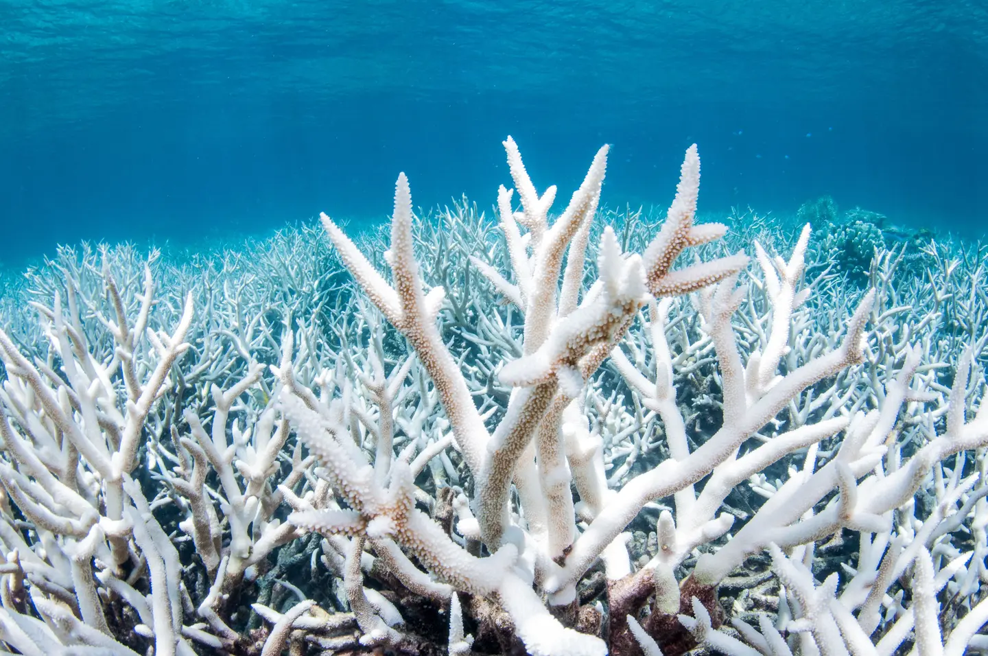 “Weakened coral reefs also mean that Small Island Developing States are more vulnerable to the impacts of rising sea levels, increasing severity of tropical cyclones and increasing occurrence of king tides.”
