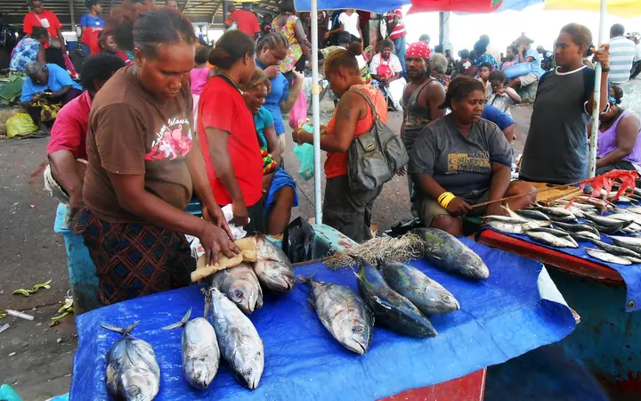 We estimate through our research at Auki Market in Malaita, Solomon Islands, that well over 100 tonne of fish caught across the province changes hands at the market in a year.