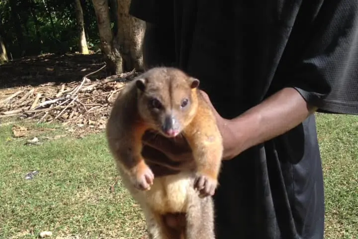Since venturing into conservation, logging activities on Barana have stopped and villagers are now turning to eco-tourism activities to find ways to earn an income.