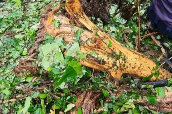 Officer in-charge of the EOD team, Inspector Clifford Tunuki says, “The EOD team have responded to the incident and secured the scene for further enquiry.”