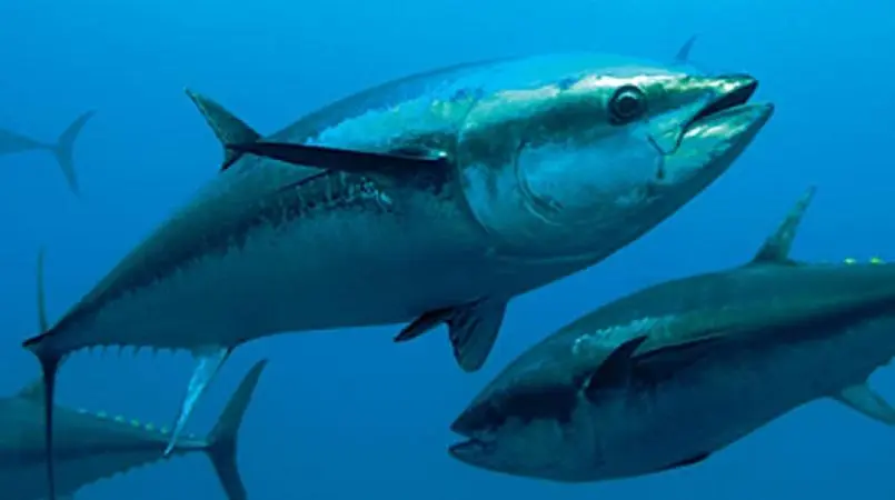 PNG Media Prepped to Tell “fish-story” Ahead of Seventh Pacific Tuna Forum