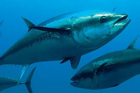 PNG Media Prepped to Tell “fish-story” Ahead of Seventh Pacific Tuna Forum