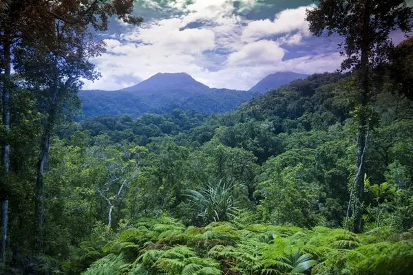 The project seeks to assist the Solomon Islands in ensuring a sustainable forestry and environment sector that adheres to existing laws and regulations.