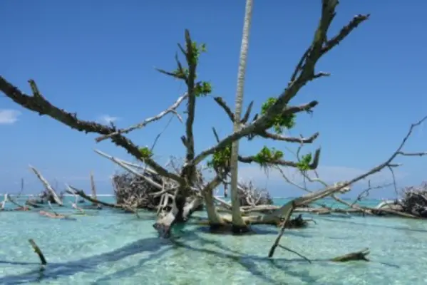 Lead negotiator for Solomon Islands, Dr. Melchior Mataki said Solomon Islands, and the Pacific, want greater commitments from bigger polluters to reduce emissions, a new climate finance goal and greater support to help poorer countries.