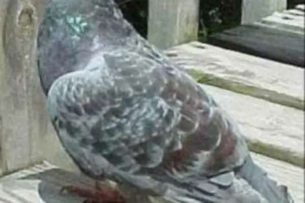 This is the common Solomon Islands 'Kurukuru' widely known as the Pigeon.