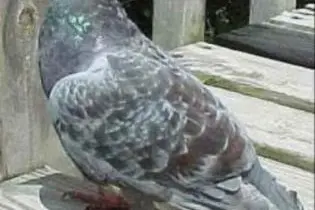 This is the common Solomon Islands 'Kurukuru' widely known as the Pigeon.