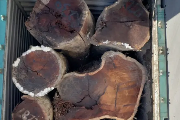 “Lack of clarity in our laws leaves room for abuse and corrupt practice by loggers who are only interested in serving their own interests."