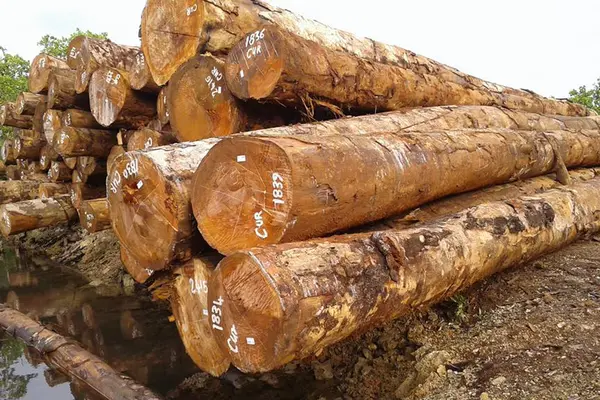 Solomon Islands Commercial Forest Gone by 2036
