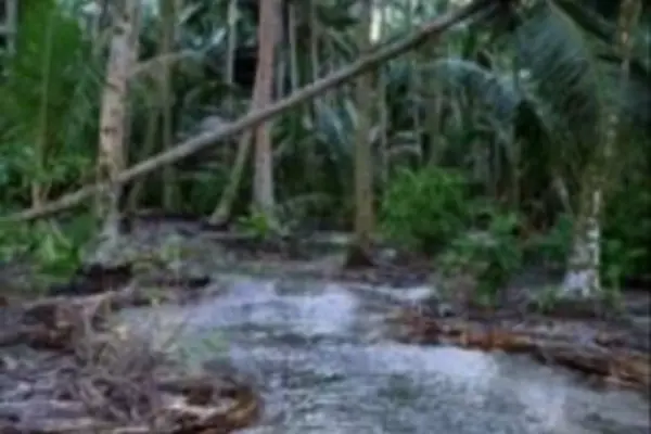 Seawater flowing inland, seeping into plantations.