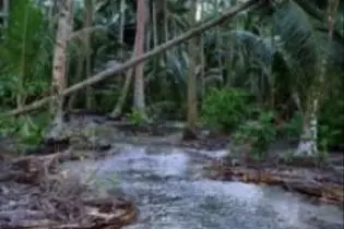 Seawater flowing inland, seeping into plantations.