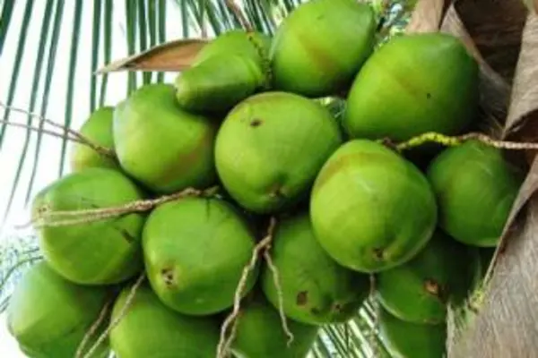 The certified organic virgin coconut oil is exported to Australia, Europe and North America.