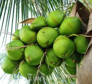 The certified organic virgin coconut oil is exported to Australia, Europe and North America.