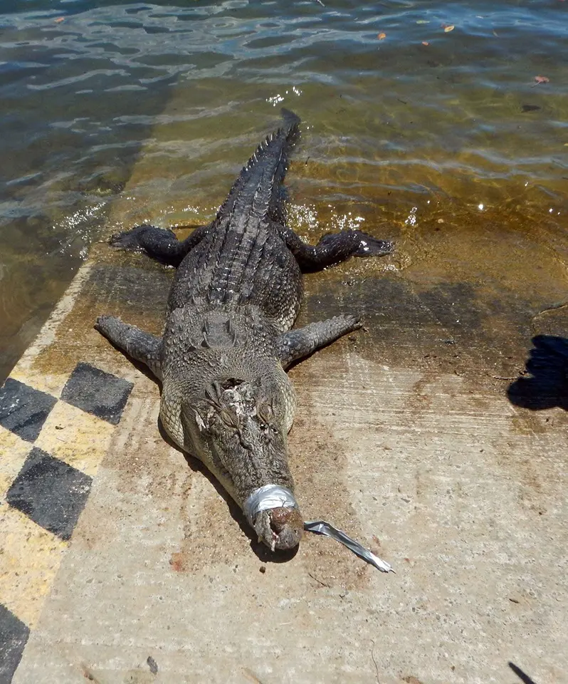A crocodile killed during an earlier PRT operation.