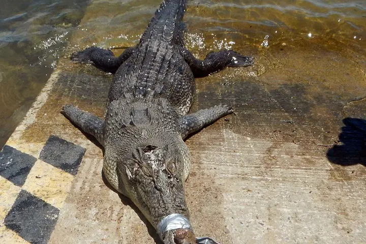 A crocodile killed during an earlier PRT operation.