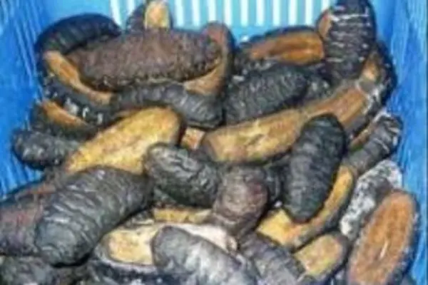 The Court found no evidence to link their intention to purchase and in possession of bechedemer for the purpose of export during the banned period.