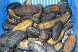 The Court found no evidence to link their intention to purchase and in possession of bechedemer for the purpose of export during the banned period.