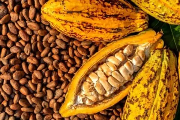 Current world market price for cocoa fluctuates between USD9,000 to USD10,000 per ton, the highest in history and the local domestic price for dried cocoa beans in the country sits around $50-$60 per kg.