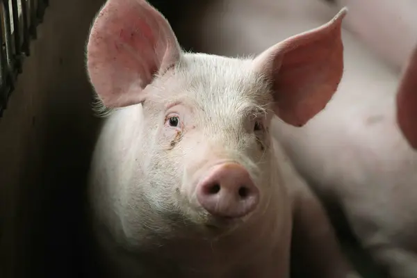 “Boosting farmer’s capacity to ensure they properly manage their pig farms is necessary to guarantee good productivity,” Mr. Atupule said.