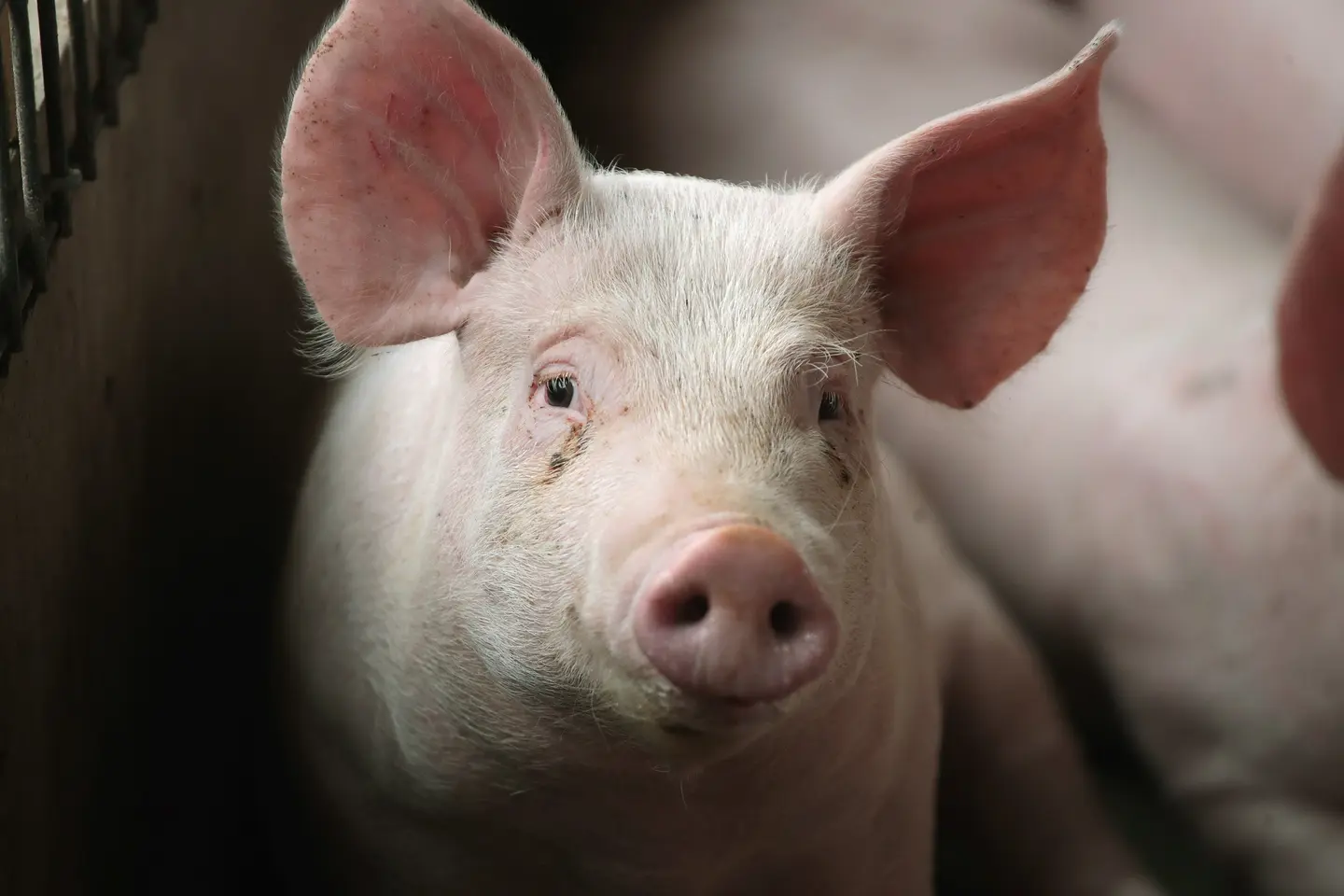“Boosting farmer’s capacity to ensure they properly manage their pig farms is necessary to guarantee good productivity,” Mr. Atupule said.