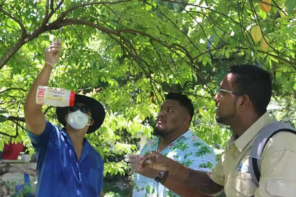 SPC's Riten Gosai guiding Samoa Ministry of Agriculture participants on fruit fly trap installation in a host tree.