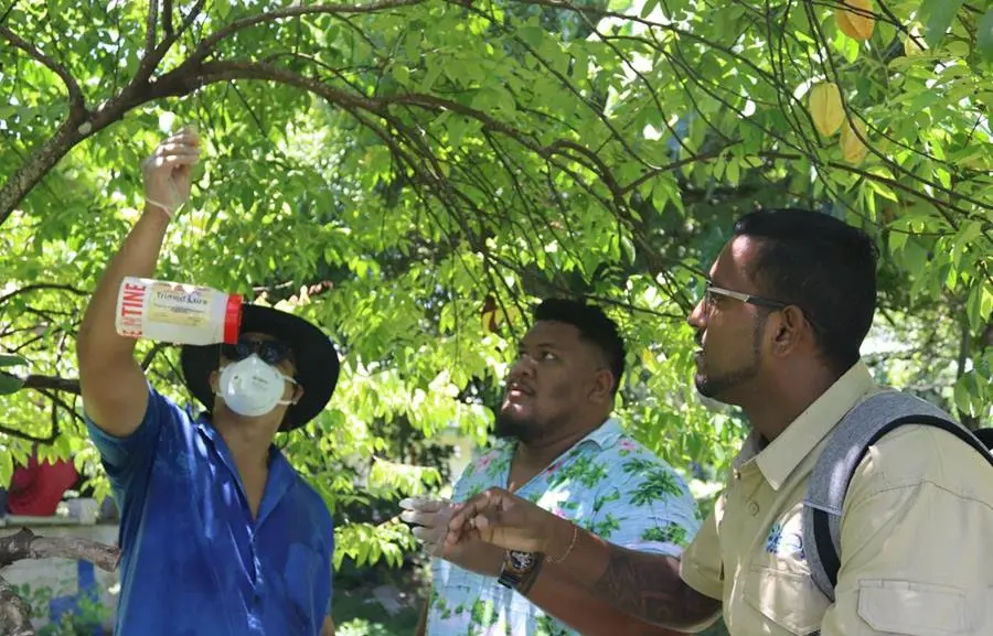 SPC's Riten Gosai guiding Samoa Ministry of Agriculture participants on fruit fly trap installation in a host tree.
