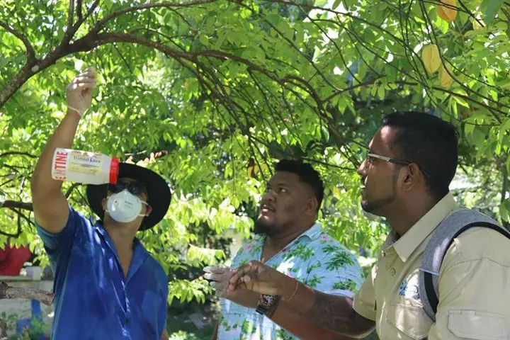 SPC's Riten Gosai guiding Samoa Ministry of Agriculture participants on fruit fly trap installation in a host tree.