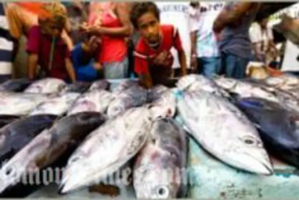 PNA waters hold almost 50 percent of the global skipjack stock.