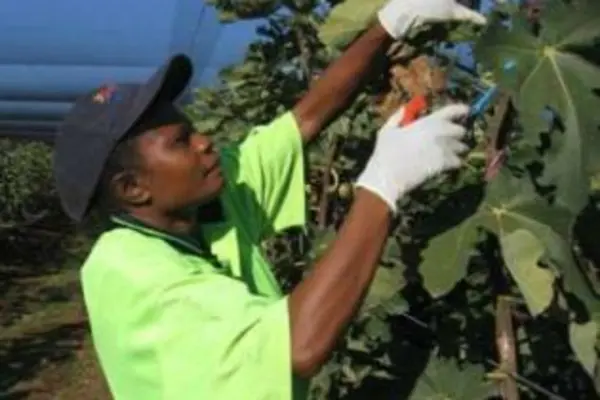 "We are very pleased that Solomon Islands have responded quickly to Australia's invitation to participate in the Pacific Seasonal Worker Pilot Scheme," said Mr Marles.