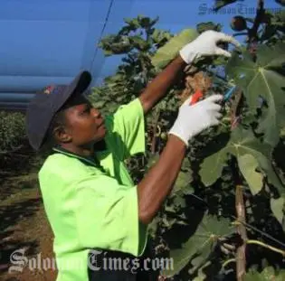 "We are very pleased that Solomon Islands have responded quickly to Australia's invitation to participate in the Pacific Seasonal Worker Pilot Scheme," said Mr Marles.
