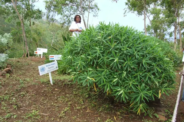 A UNDP project in Cape Verde.