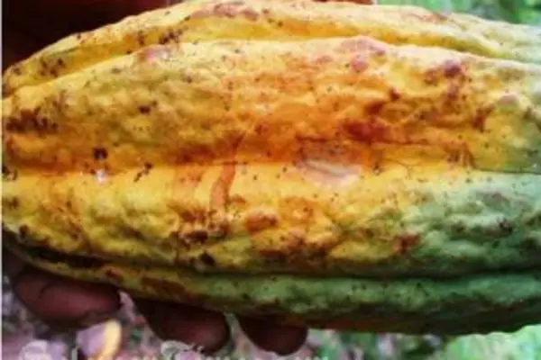 Pod borer in cocoa pods causes it to ripen unevenly.
