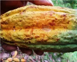 Pod borer in cocoa pods causes it to ripen unevenly.