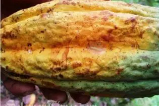 Pod borer in cocoa pods causes it to ripen unevenly.