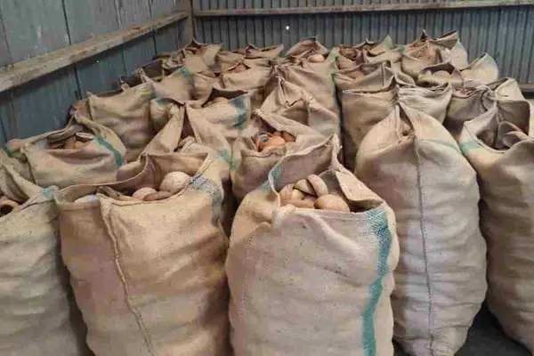 For much of the rural Solomon Islands agriculture would be the only form of economic activity, many are informal establishments supplying exporters in Honiara.