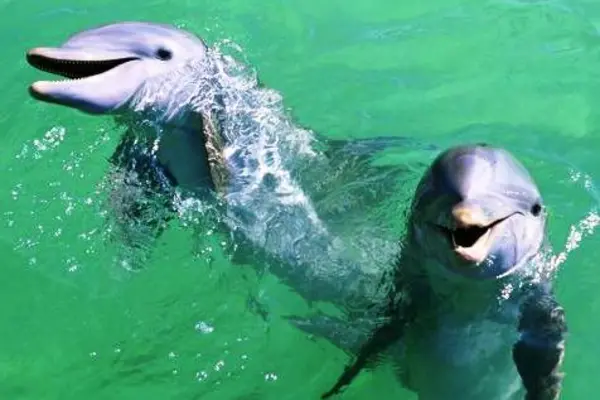 The Earth Island Institute continues to warn against the resumption of live dolphin export, saying it will negatively impact the fishing industry.