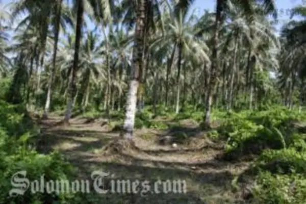 Coconut Plantation owners in Malaita, Guadalcanal and Choiseul will be combining to export the 100 tonnes of Virgin Coconut Oil.