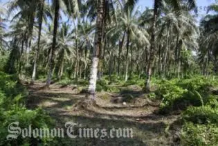 Coconut Plantation owners in Malaita, Guadalcanal and Choiseul will be combining to export the 100 tonnes of Virgin Coconut Oil.