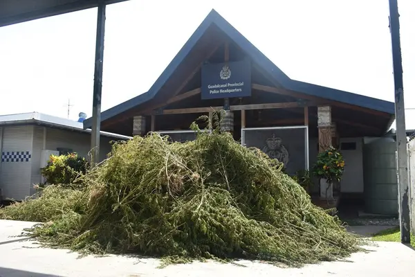 “The uprooted marijuana plants are believed to be valued at between $500,000.00 and $1 million if sold in the local market,” says PCIO Nevol.