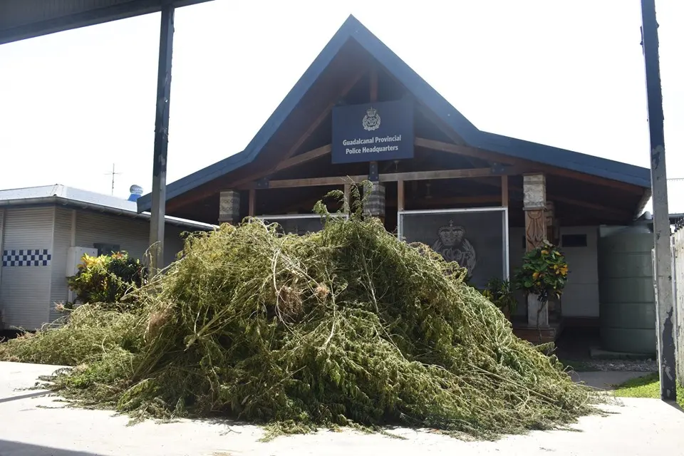 “The uprooted marijuana plants are believed to be valued at between $500,000.00 and $1 million if sold in the local market,” says PCIO Nevol.