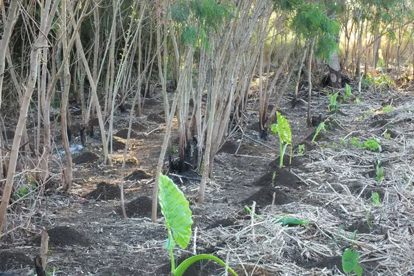 The workshop sought to address the needs of national stakeholder and focus on strengthening institutional capacity in order to deal more effectively with natural hazards such as droughts.