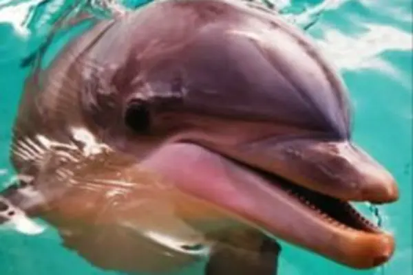 In 2007, 28 live dolphins were exported to Dubai; four years after a similar shipment to Mexico sparked an international outcry in 2003.