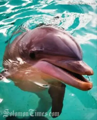 In 2007, 28 live dolphins were exported to Dubai; four years after a similar shipment to Mexico sparked an international outcry in 2003.